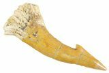 Fossil Sawfish (Onchopristis) Rostral Barb - Morocco #356427-1